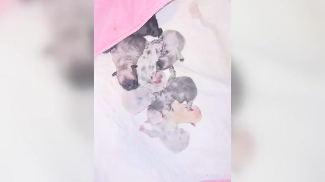 Video preview image #1 French Bulldog Puppy For Sale in NEW BEDFORD, MA, USA