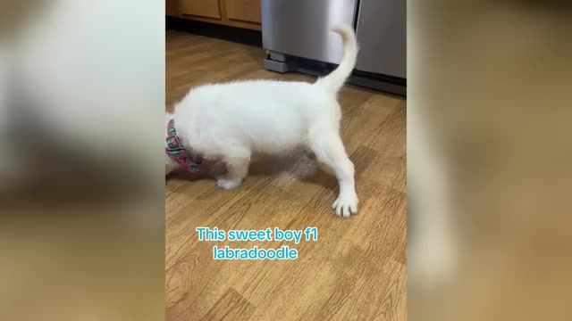 Video preview image #7 Labradoodle Puppy For Sale in GEORGETOWN, SC, USA
