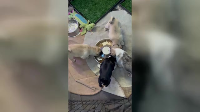 Video preview image #2 Pug Puppy For Sale in SPRING CITY, PA, USA
