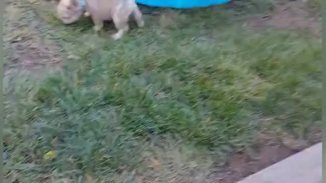 Video preview image #2 French Bulldog Puppy For Sale in PINON HILLS, CA, USA