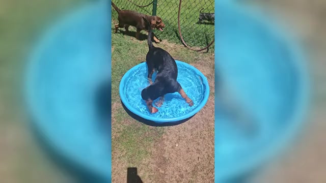 Video preview image #2 Bloodhound Puppy For Sale in TOCCOA, GA, USA