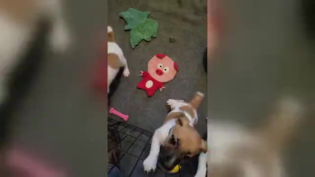 Video preview image #3 Russell Terrier Puppy For Sale in MARSHVILLE, NC, USA
