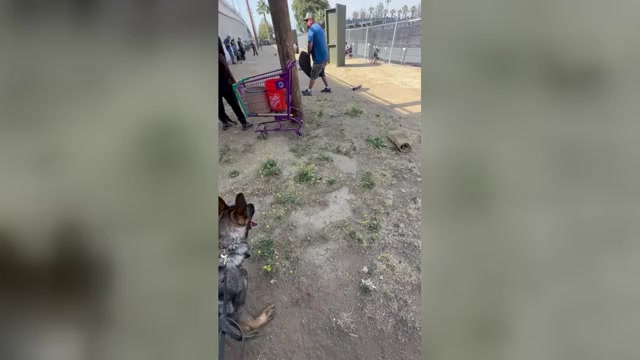 Video preview image #1  Breeder Profile in LAKE ELSINORE, CA, USA