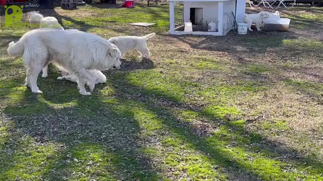 Video preview image #1 Great Pyrenees Puppy For Sale in SPERRY, OK, USA