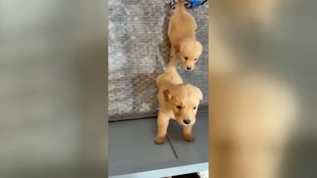 Video preview image #1 Golden Retriever Puppy For Sale in MADISON, NC, USA