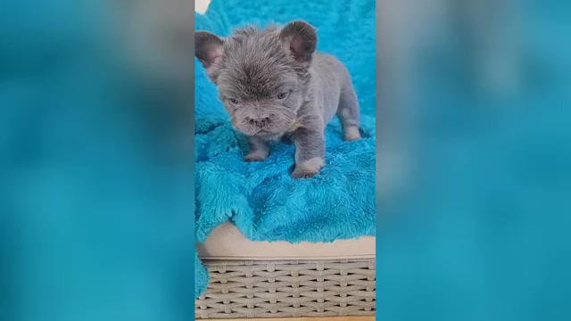 Video preview image #3 French Bulldog Puppy For Sale in LAS VEGAS, NV, USA