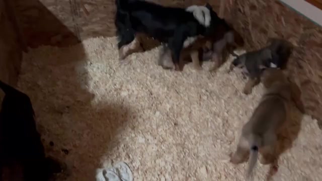 Video preview image #2  Breeder Profile in DEMING, WA, USA