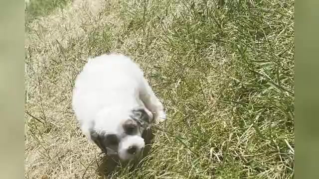 Video preview image #1 Goldendoodle (Miniature) Puppy For Sale in WARSAW, IN, USA