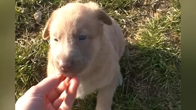 Video preview image #1 German Shepherd Dog Puppy For Sale in PIEDMONT, MO, USA