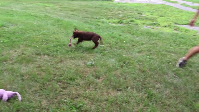 Video preview image #2 Labrador Retriever Puppy For Sale in SYRACUSE, IN, USA