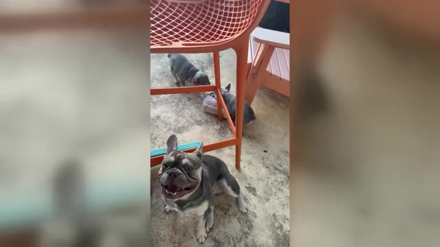 Video preview image #3 French Bulldog Puppy For Sale in FORT LAUDERDALE, FL, USA