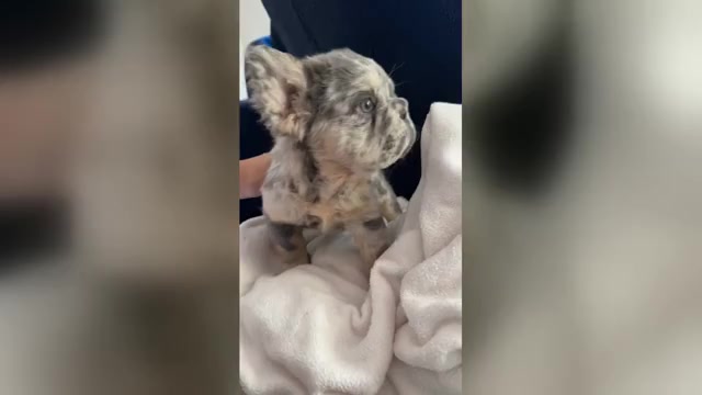 Video preview image #4 French Bulldog Puppy For Sale in SAN DIEGO, CA, USA