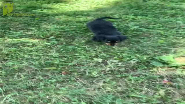 Video preview image #7 Dachshund Puppy For Sale in WARSAW, IN, USA