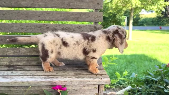 Video preview image #2 Dachshund Puppy For Sale in WAKARUSA, IN, USA