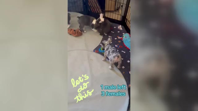 Video preview image #1 French Bulldog Puppy For Sale in TUCSON, AZ, USA