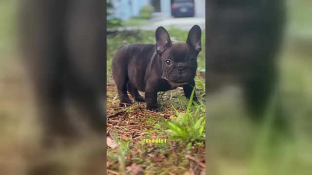 Video preview image #1 French Bulldog Puppy For Sale in MARIETTA, GA, USA