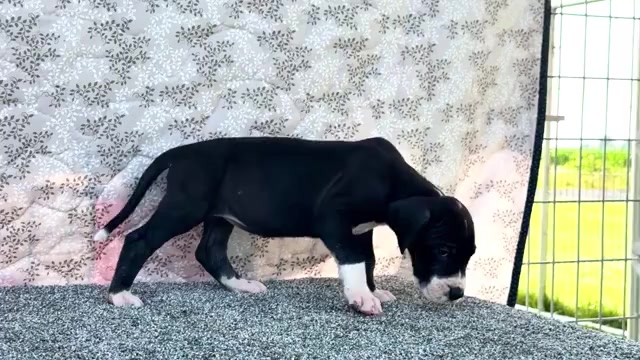 Video preview image #13 Great Dane Puppy For Sale in WAKARUSA, IN, USA