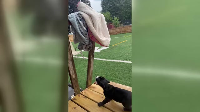 Video preview image #2 Cane Corso Puppy For Sale in NEWARK, OH, USA