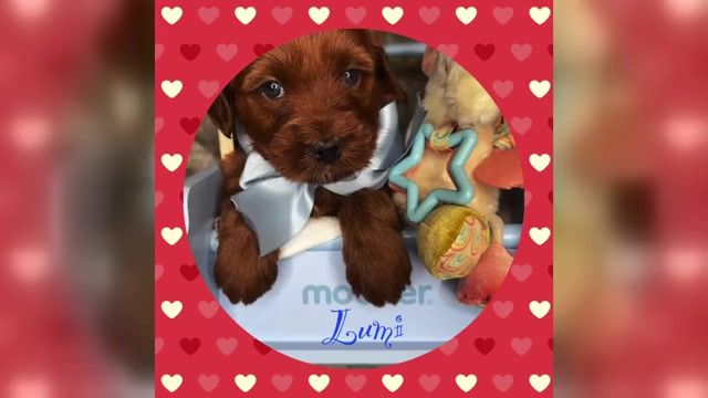 Video preview image #2  Breeder Profile in BAKERSFIELD, CA, USA