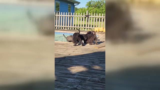 Video preview image #1 Portuguese Water Dog Puppy For Sale in FORT MYERS, FL, USA