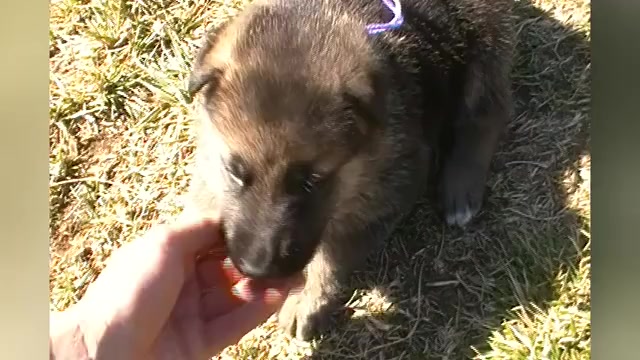 Video preview image #1 German Shepherd Dog Puppy For Sale in PIEDMONT, MO, USA