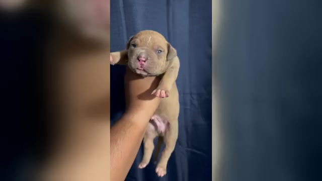 Video preview image #2 American Bully Puppy For Sale in FORT LAUDERDALE, FL, USA