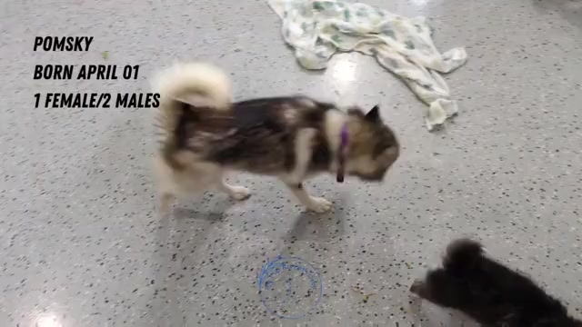 Video preview image #2 Pomsky Puppy For Sale in GOSHEN, IN, USA
