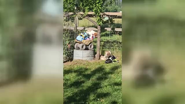 Video preview image #1 Brittany Puppy For Sale in COLVILLE, WA, USA