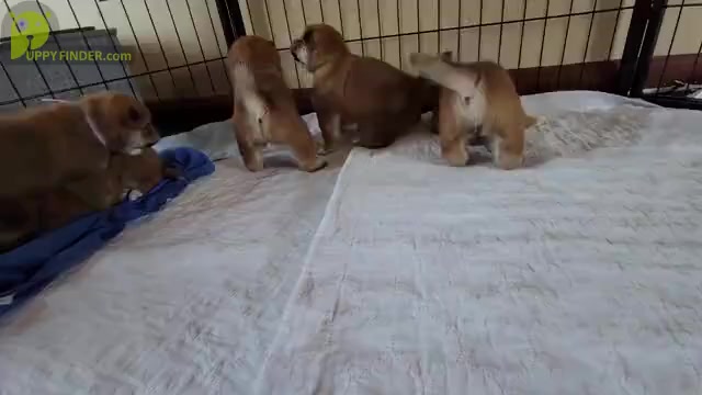 Video preview image #3 Shiba Inu Puppy For Sale in SOMERSWORTH, NH, USA
