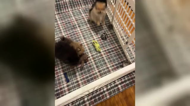 Video preview image #1  Breeder Profile in ORANGE CITY, FL, USA