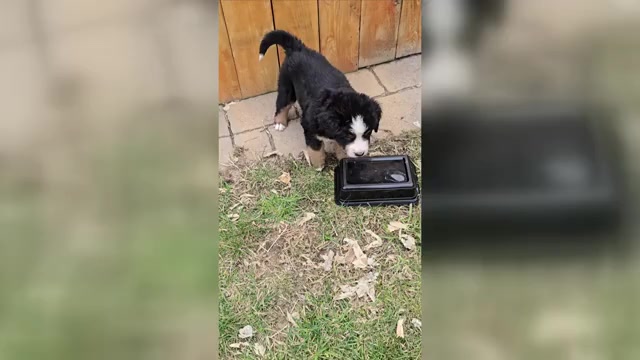 Video preview image #4 Bernese Mountain Dog Puppy For Sale in SALMON, ID, USA