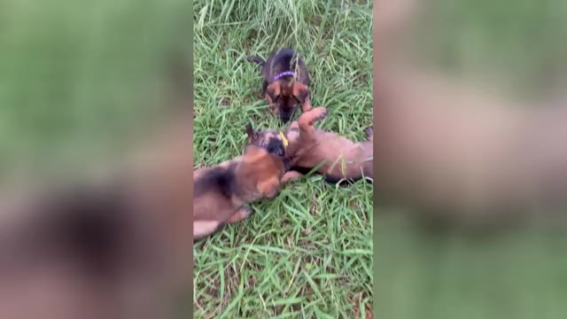 Video preview image #1 German Shepherd Dog Puppy For Sale in HASLET, TX, USA