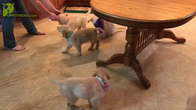 Video preview image #8 Golden Retriever Puppy For Sale in WEBSTER CITY, IA, USA