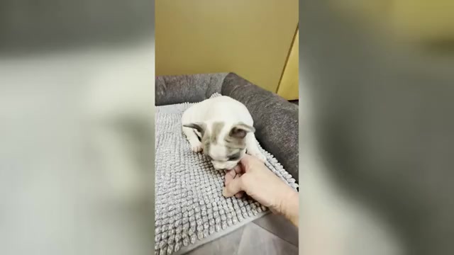 Video preview image #17 French Bulldog Puppy For Sale in WEXFORD, PA, USA