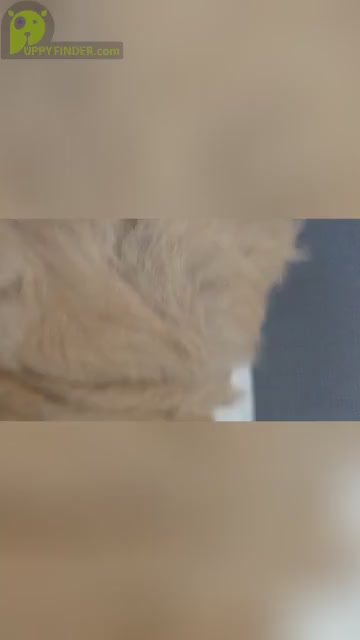 Video preview image #1 ShihPoo Puppy For Sale in GOSHEN, IN, USA