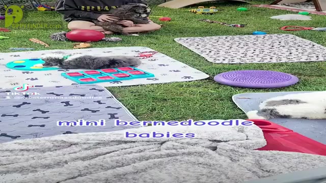 Video preview image #1  Breeder Profile in EAST LONGMEADOW, MA, USA