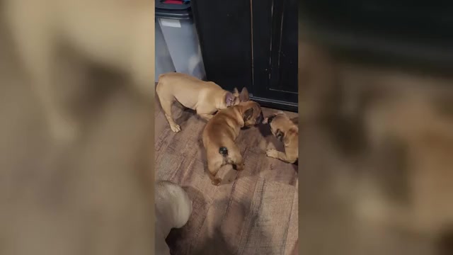 Video preview image #1 French Bulldog Puppy For Sale in CONCORDIA, KS, USA