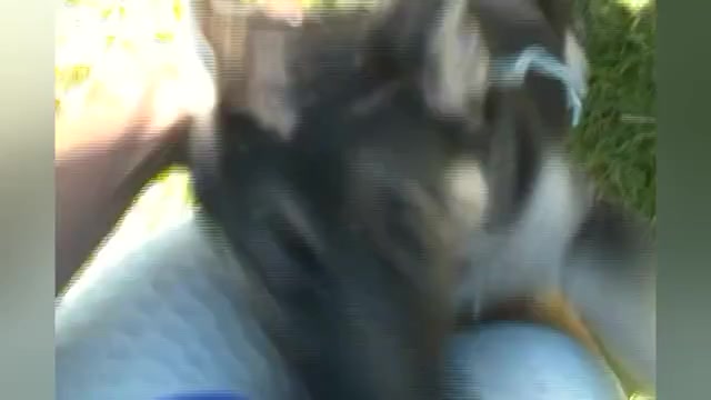 Video preview image #1 German Shepherd Dog Puppy For Sale in PIEDMONT, MO, USA