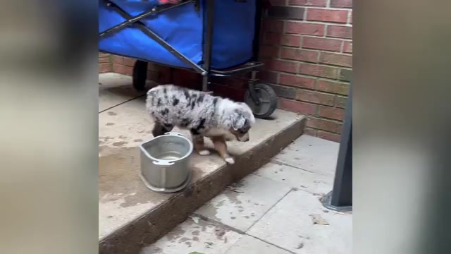Video preview image #3 Miniature Australian Shepherd Puppy For Sale in HARRISON, OH, USA