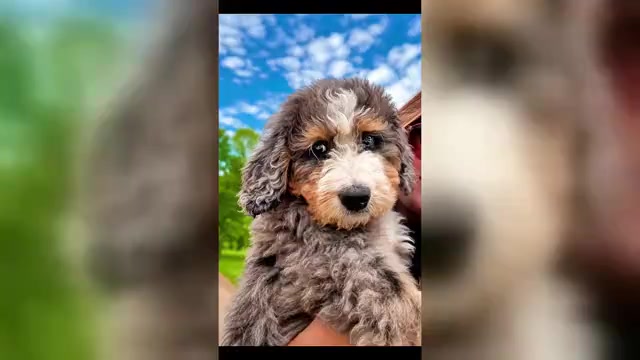 Video preview image #1 Bernedoodle Puppy For Sale in CENTURIA, WI, USA