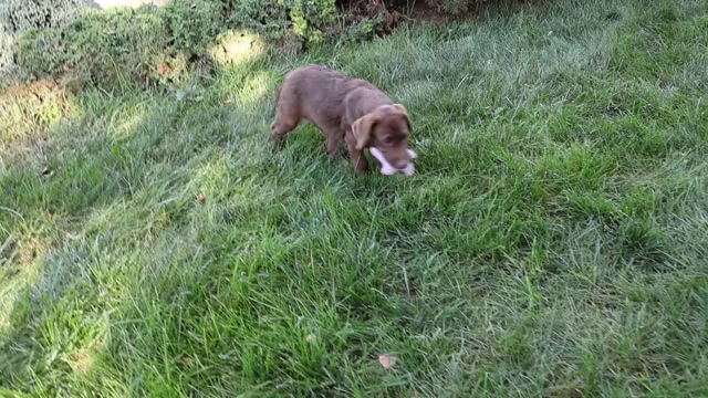 Video preview image #2 Labrador Retriever Puppy For Sale in SYRACUSE, IN, USA