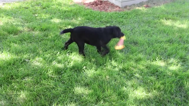 Video preview image #1 Labrador Retriever Puppy For Sale in SYRACUSE, IN, USA