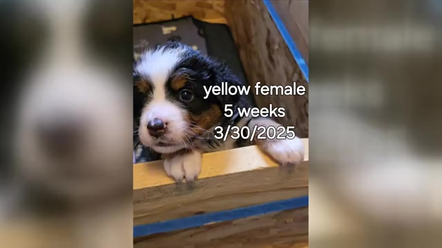 Video preview image #10 Bernese Mountain Dog Puppy For Sale in SALMON, ID, USA