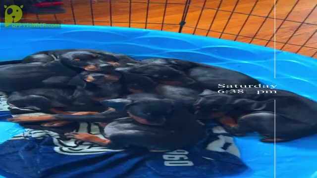 Video preview image #2 Doberman Pinscher Puppy For Sale in WILMINGTON, DE, USA