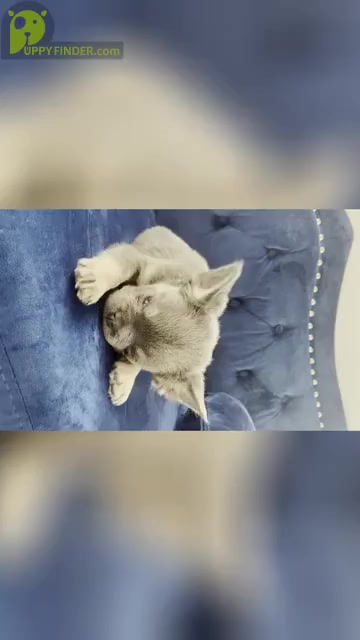 Video preview image #9 French Bulldog Puppy For Sale in LAS VEGAS, NV, USA