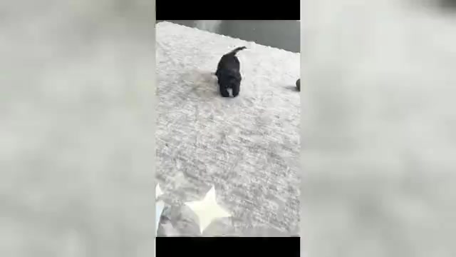 Video preview image #5 Cavapoo (Miniature) Puppy For Sale in WARSAW, IN, USA