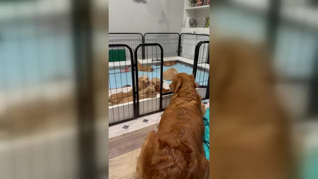 Video preview image #2 Golden Retriever Puppy For Sale in GRAND RAPIDS, MI, USA