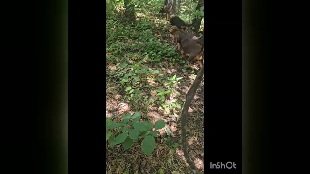 Video preview image #4 Bloodhound Puppy For Sale in TOCCOA, GA, USA