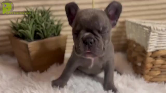Video preview image #6 French Bulldog Puppy For Sale in SLIDELL, LA, USA