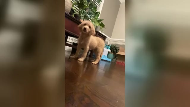 Video preview image #1 Goldendoodle Puppy For Sale in CLARKSVILLE, TN, USA